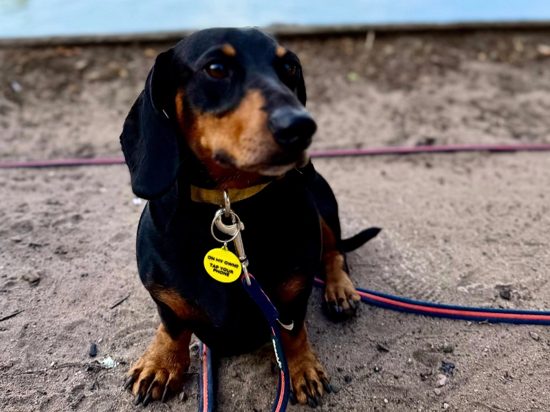 Wilson, the Dachshund who started Lost Then Found